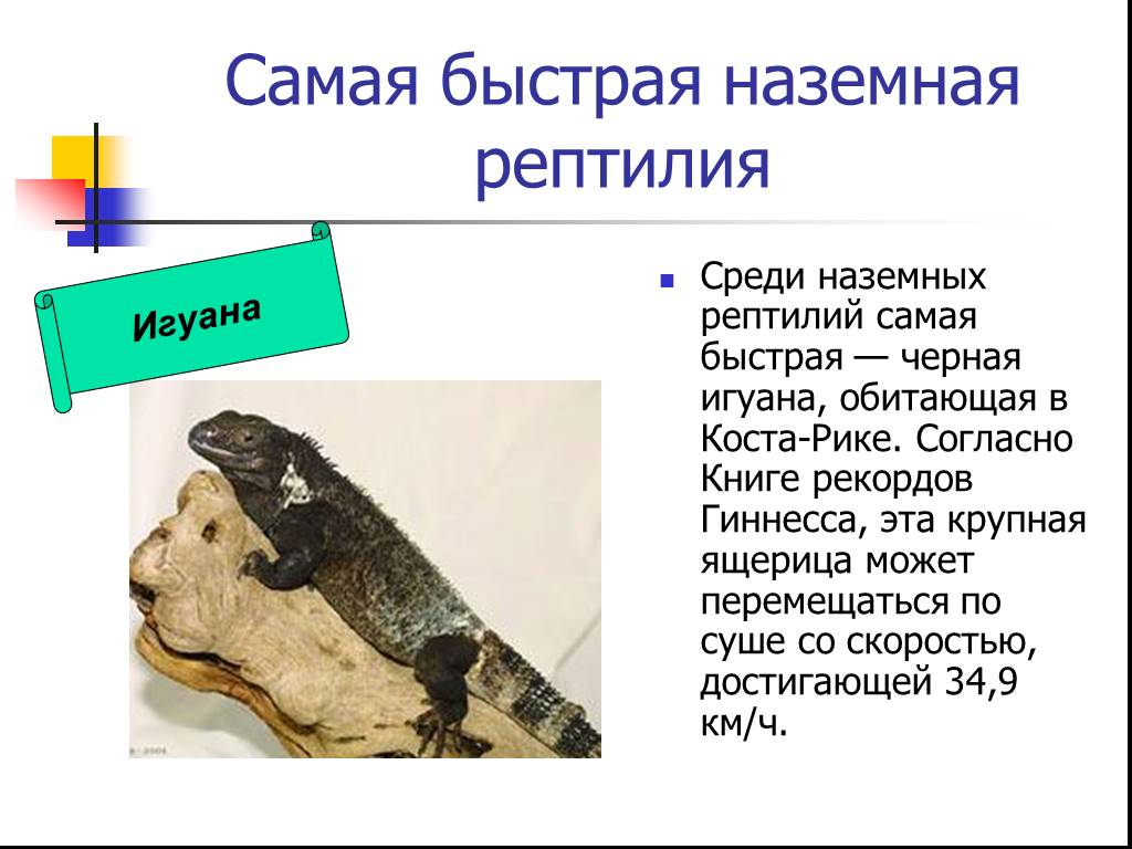 Книга рекордов природы рептилий самый. Интересные факты о Игуне. Факты о рептилиях. Необычные факты про рептилий. Интересные факты о игуанах.