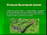 Самая быстрая змея. Самая быстрая из змей — черная мамба, входящая в число наиболее опасных ядовитых змей Африки. Во время коротких бросков по ровной местности ее скорость может достигать 16-19 км/ч.