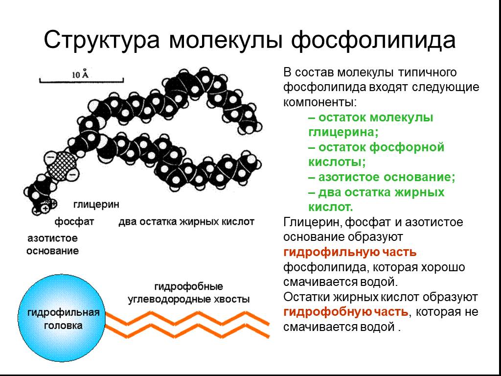 Синтез липидов мембраны. Фосфолипиды клеточной мембраны. Структурные компоненты фосфолипиды. Фосфолипидная мембрана строение. Фосфолипиды мембраны строение.