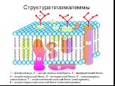 Структура плазмалеммы. 1 – фосфолипиды, 2 – прочие липиды мембраны, 3 – периферический белок, 4 – полуинтегральный белок, 5 – интегральный белок, 6 – олигосахариды гликокаликса, 7 – политопический сложный белок (гликопротеин), 8 – полуинтегральный сложный белок (гликолипопротеин).