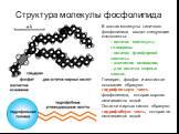 Структура молекулы фосфолипида. В состав молекулы типичного фосфолипида входят следующие компоненты: – остаток молекулы глицерина; – остаток фосфорной кислоты; – азотистое основание; – два остатка жирных кислот. Глицерин, фосфат и азотистое основание образуют гидрофильную часть фосфолипида, которая 