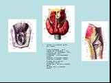 Гортань и щитовидная железа Вид спереди. 1-тело подъязычной кости; 2-малый рог подъязычной кости; 3-большой рог подъязычной кости; 4-зерновидный хрящ; 5-срединная щито-подьязычная связка; 6-верхняя щитовидная вырезка; 7-перстне-щитовидная связка; 8-прямая часть перстне-шитовидной мышцы; 9-косая част