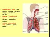 Дыхательные пути – это органы, которые подводят воздух к альвеолам легких. Верхние дыхательные пути: носовая и ротовая полости, носоглотка, глотка. Нижние дыхательные пути: гортань, трахея, бронхи.