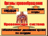 Органы кровообращения. сердце. кровеносные сосуды. Кровеносная система. обеспечивает движение крови по сосудам