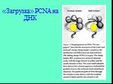 «Загрузка» PCNA на ДНК