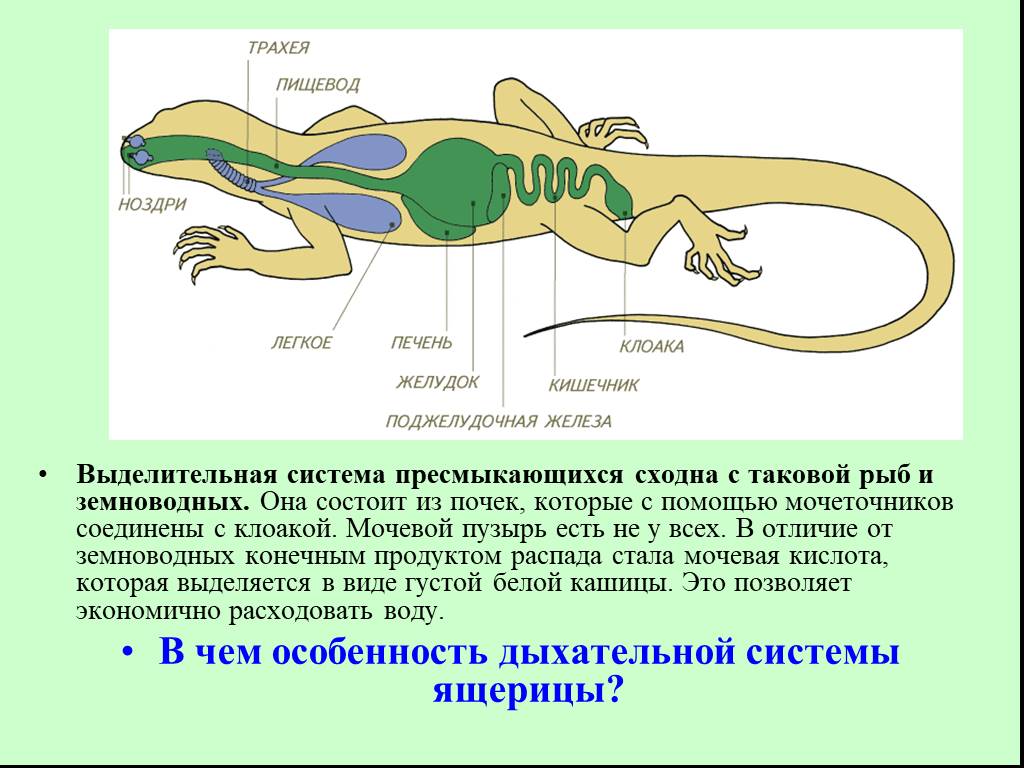 Схема рептилий. Пресмыкающиеся строение дыхательной системы. Внутреннее строение рептилий. Внутреннее строение пресмыкающихся выделительная система. Строение пищеварительной системы амфибий.