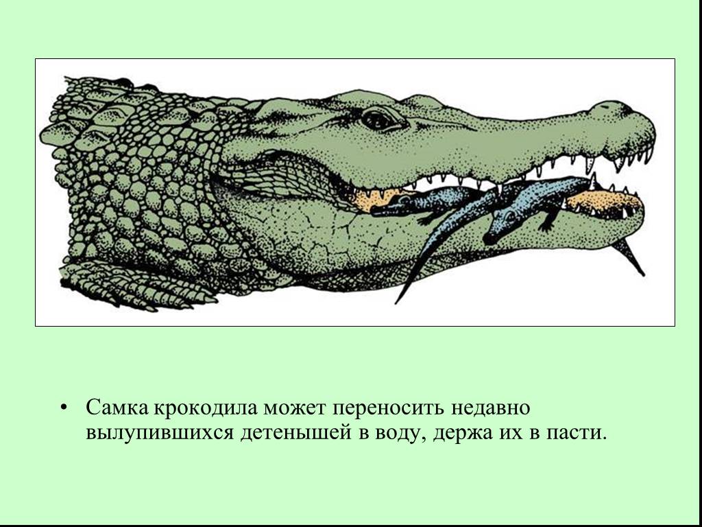 Внешнее строение крокодила картинки