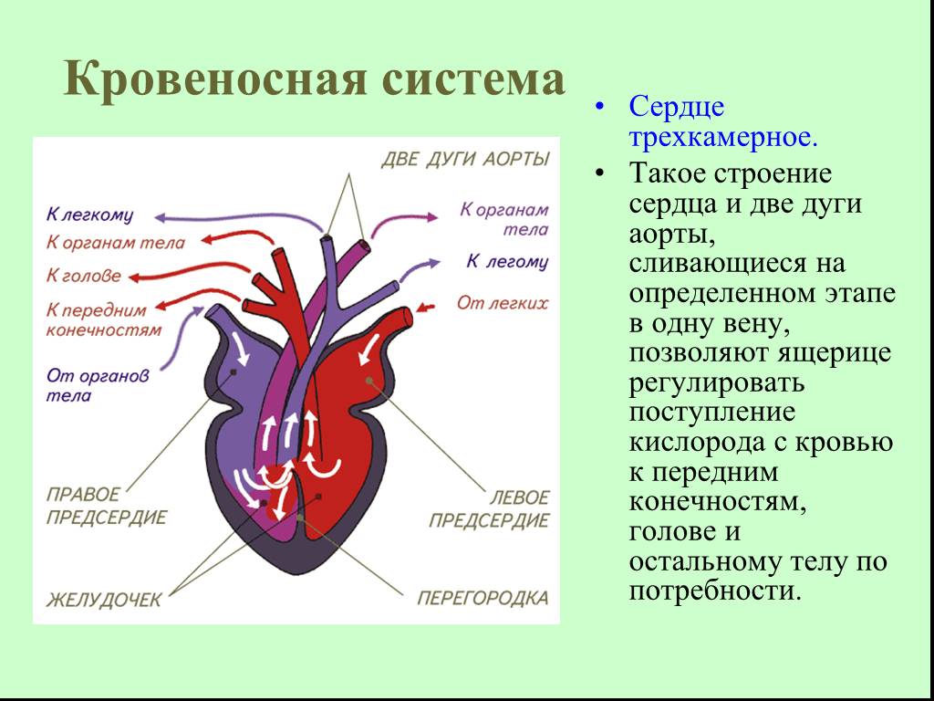 Кровообращение у черепах. Строение сердца и кровеносной системы. Строение сердца рептилий миокард. Сердечно-сосудистая система черепах. Кровяная система строение сердца.