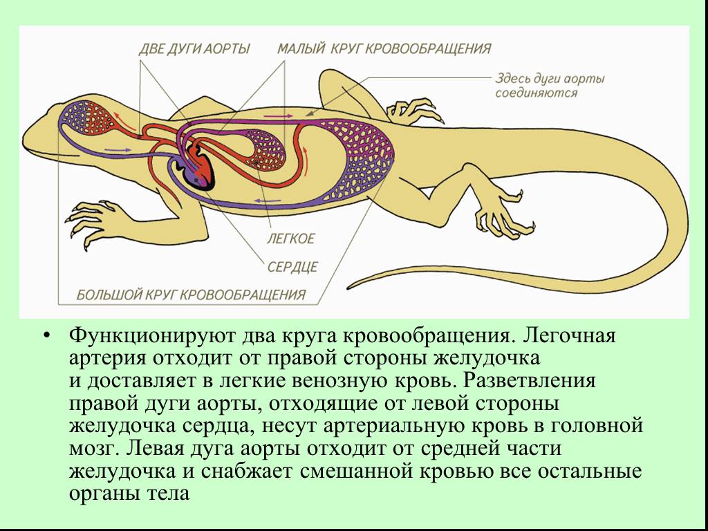Какой орган у ящерицы. Система кровообращения ящерицы. Строение кровеносной системы рептилий. Кровеносная система крокодила схема. Схема строения кровеносной системы пресмыкающихся.