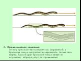 3. Прямолинейное движение: по телу проходит волна мышечных сокращений, а брюшные чешуи цепляются за неровности, толкая тело вперед. Задний край брюшной чешуи может то опускаться, образуя уступ, то прижиматься