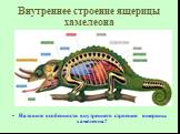 Внутреннее строение ящерицы хамелеона. Назовите особенности внутреннего строения ящерицы хамелеона?