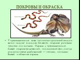 ПОКРОВЫ И ОКРАСКА. У пресмыкающихся кожа полностью приспособлена для жизни на суше: она сухая, без желез, покрытая роговыми чешуями или щитками. Окраска у пресмыкающихся бывает покровительственной, под основной фон, иногда она дополняется разбивающей — пятнами, полосами. Бывает и обманная окраска.