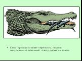 Самка крокодила может переносить недавно вылупившихся детенышей в воду, держа их в пасти.