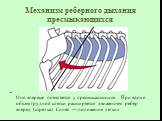 Механизм реберного дыхания пресмыкающихся. Оно впервые появляется у пресмыкающихся. При вдохе объем грудной клетки расширяется движением ребер вперед (стрелка). Синее — положение легких