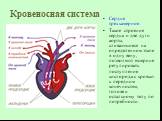 Кровеносная система. Сердце трехкамерное. Такое строение сердца и две дуги аорты, сливающиеся на определенном этапе в одну вену, позволяют ящерице регулировать поступление кислорода с кровью к передним конечностям, голове и остальному телу по потребности.