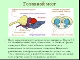 Головной мозг. Полушария головного мозга хорошо выражены. Около 1/4 их объема занимает кора, отвечающая за сложные формы поведения. Остальной объем — полосатые тела, отвечающие за инстинктивное поведение. Ведающий равновесием и координацией мозжечок развит сильнее, чем у земноводных и рыб. Обонятель