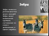 Зебры. Зебры являются разновидностью диких лошадей. Зебры живут маленькими группами, состоящими из самок с детёнышами и одного жеребца.