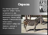 Окраска. По поводу фоновой окраски зебры часто встречаются две взаимоисключающие позиции: белая либо чёрная. Специалисты чаще всего описывают зебру как чёрную лошадь в белую полоску.