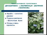 Наше внимание привлекали декоративно – лиственные растения «тропиков». Аукуба – золотое дерево Родина растения - Восточная Азия Плоды очень ядовиты