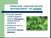 Необычной окраской листьев заинтересовала нас калатея. В роду калатеи насчитывается около 130 видов травянистых растений Родиной этого растения является Южная Америка