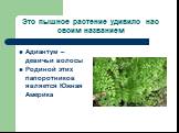 Это пышное растение удивило нас своим названием. Адиантум – девичьи волосы Родиной этих папоротников является Южная Америка