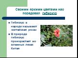 Своими яркими цветами нас порадовал гибискус. Гибискус в народе называют «китайская роза» В природе гибискус произрастает во влажных лесах Китая