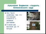 Араукария Бидвилла –гордость ботанического сада. Все были удивлены тем, что эта пальма относится к хвойным растениям. А какая она высокая! До 14 метров.