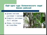 Ещё одно чудо ботанического сада! Банан райский. Длина листьев достигает 3 метров В высоту достигает 10-11 метров Жаль, что плоды не съедобны