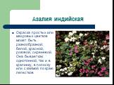 Азалия индийская. Окраска простых или махровых цветков может быть разнообразной: белой, красной, розовой, сиреневой. Она бывает как однотонной, так и в крапинку, в полоску или с каймой по краю лепестков