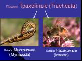 Класс Многоножки (Myriapoda). Класс Насекомые (Insecta)