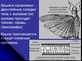 Крылья насекомых – двуслойные складки тела с жилками (по жилкам проходят трахеи, нервы, гемолимфа); Крыло причленяется к груди сложным суставом.