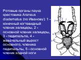 Ротовые органы паука крестовика Araneus diadematus (по Иванову): 1 - конечный когтевидный членик хелицеры, 2 - основной членик хелицеры, 3 - педипальпа, 4 - жевательный вырост основного, членика педипальпы, 5 - основной членик ходной ноги