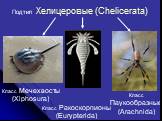 Класс Мечехвосты (Xiphosura). Класс Ракоскорпионы (Eurypterida). Класс Паукообразные (Arachnida)