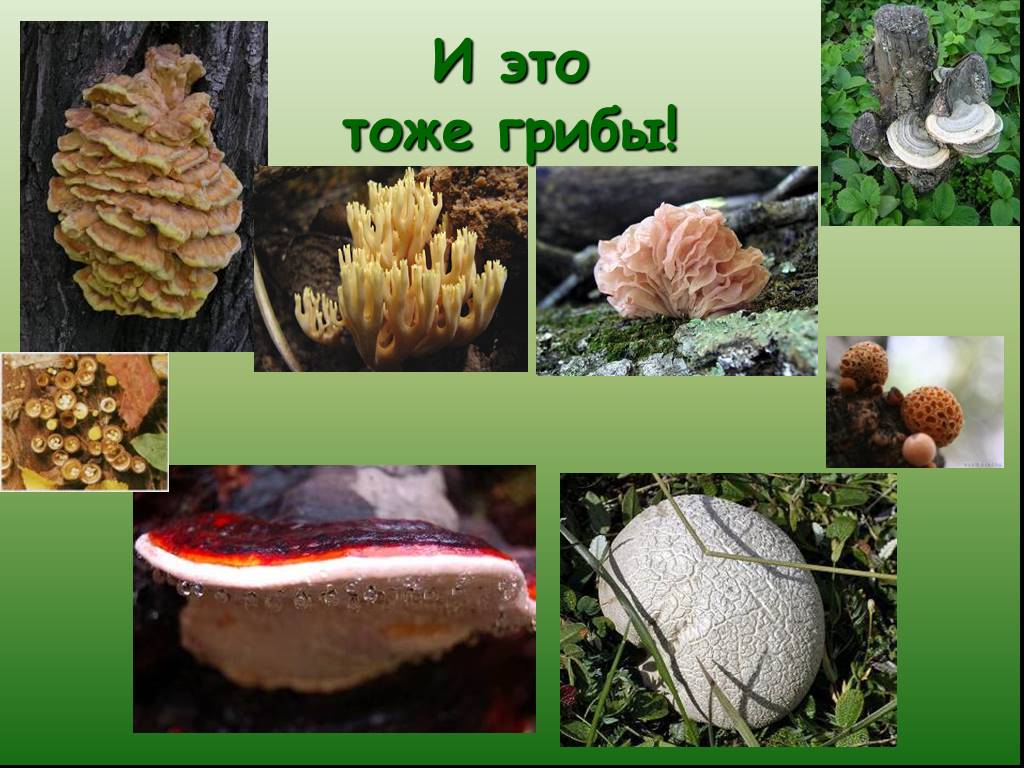 Урок биологии грибы. Презентация по биологии грибы. Царство грибов. Царство грибы 7 класс биология. 1.     Разнообразие грибов.