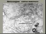 Митохондрии клетки животного. 2 мкм