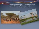 Климат Сомали субэкваториальный муссонный, на севере – тропический пустынный и полупустынный. Год делится на сухой и влажный сезоны