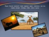 Фауна Сомали включает таких крупных диких животных, как лев, жираф, носорог, леопард, зебра, гиена и кулан.