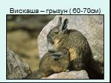 Вискаша – грызун ( 60-70см)