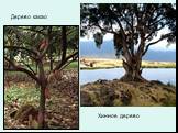 Дерево какао Хинное дерево