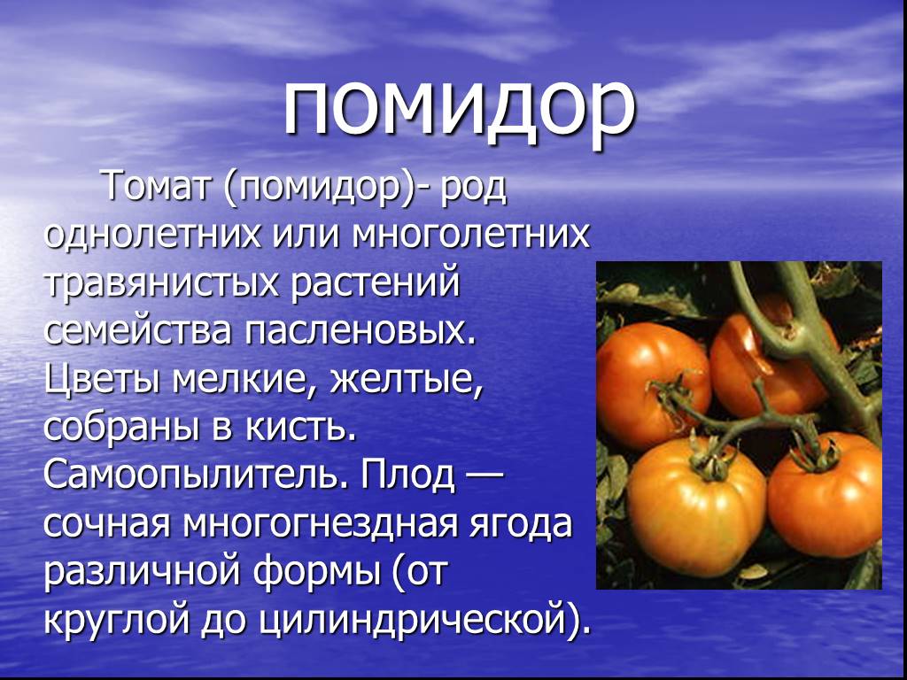 Томат растение биология. Томат семейство Пасленовые. Презентация на тему помидор. Проект по биологии на тему томаты. Томат доклад.