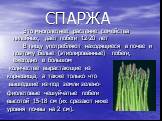 СПАРЖА. Это многолетнее растение семейства лилейных, даёт побеги 12-20 лет В пищу употребляют находящиеся в почве и поэтому белые (этиолированные) побеги, ежегодно в большом количестве вырастающие из корневища, а также только что вышедшие из-под земли зелено- фиолетовые чешуйчатые побеги высотой 15-