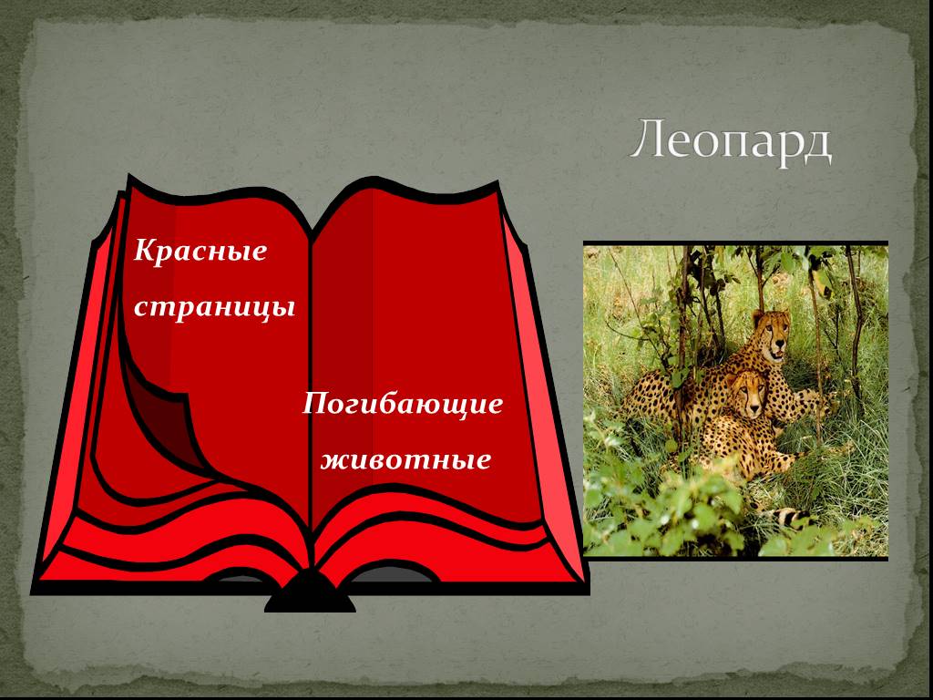 Цвета красной книги. Красные страницы красной книги. Листы красной книги. Красные страницы красной книги для детей. Рисунок страницы красной книги.