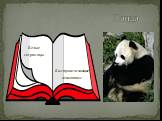Панда Белые страницы. Быстроисчезающие животные