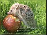 С большим удовольствием ёжик съест яблоко или грушу , капусту. Он очень любит фрукты и овощи.