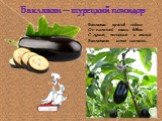 Баклажан – турецкий помидор. Баклажан красив собою Он полезней каши вдвое С луком, чесноком и мясом Баклажаны есть согласен.