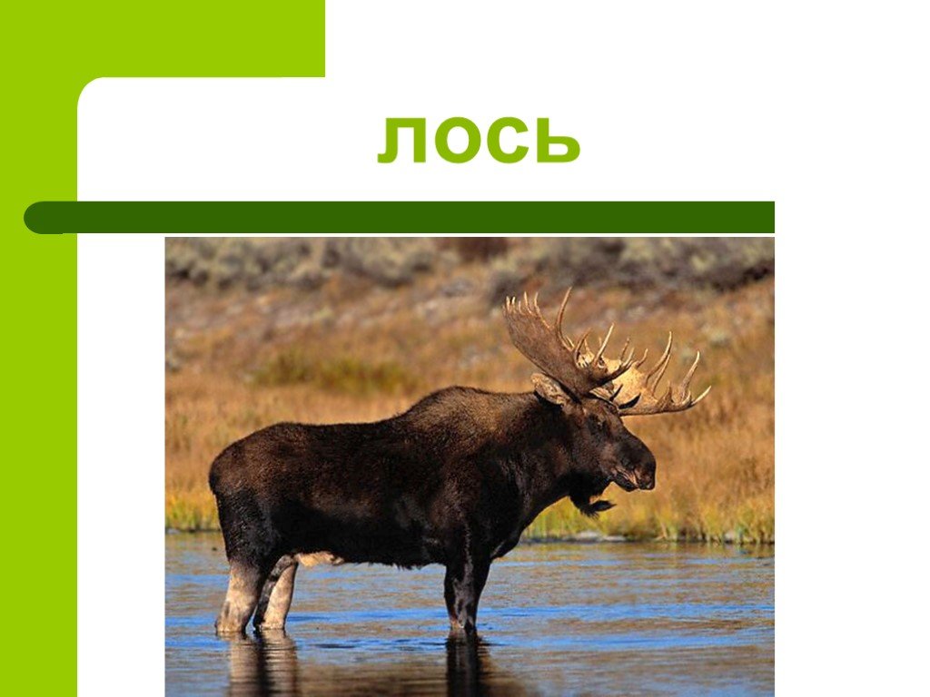 Проект лось