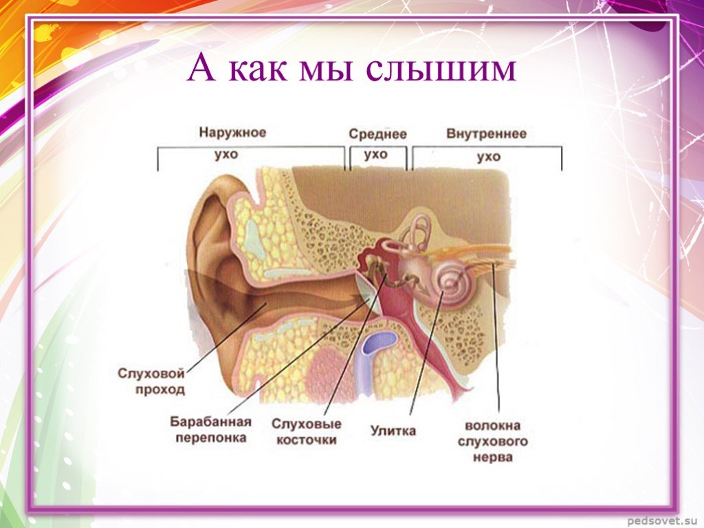 Мир слышали звуки. Орган слуха анатомия уха строение. Строение органа слуха наружное ухо. Строение среднего уха 8 класс. Строение среднего уха человека анатомия.