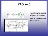 Cl (хлор). Преобладающий отрицательный ион в организме животных