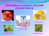 Нахождение кислот в природе (органические). яблочная щавелевая муравьиная лимонная молочная