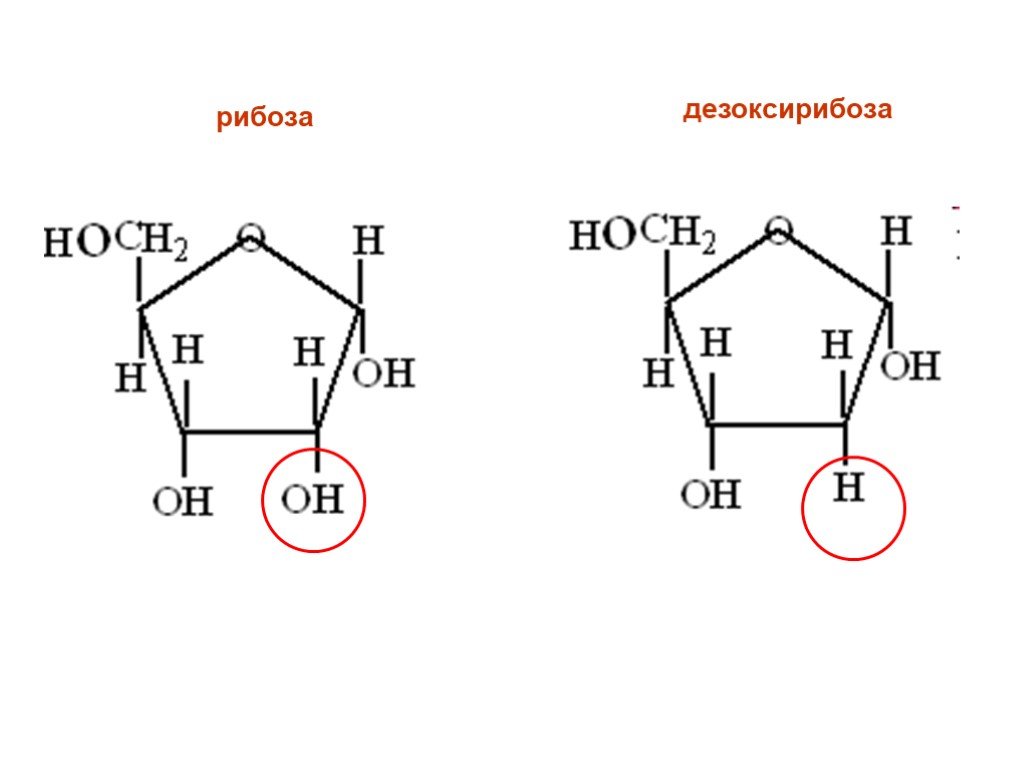 Рибоза 2 дезоксирибоза. Рибоза и дезоксирибоза формулы. Циклические формулы рибозы и дезоксирибозы. Рибоза формула формула. Структура рибозы и дезоксирибозы.